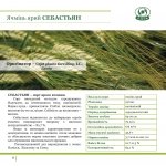 ������ ������ "Oseva", �������� - ������, �������, ���������