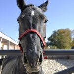 Baykov Resort and Horses Club,  - ������, �������, ���������