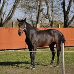 Baykov Resort and Horses Club,  - ������, �������, ���������